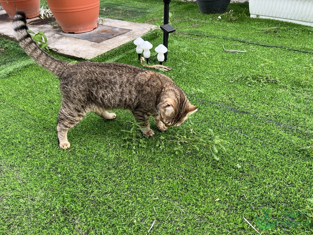 artificial grass and cat