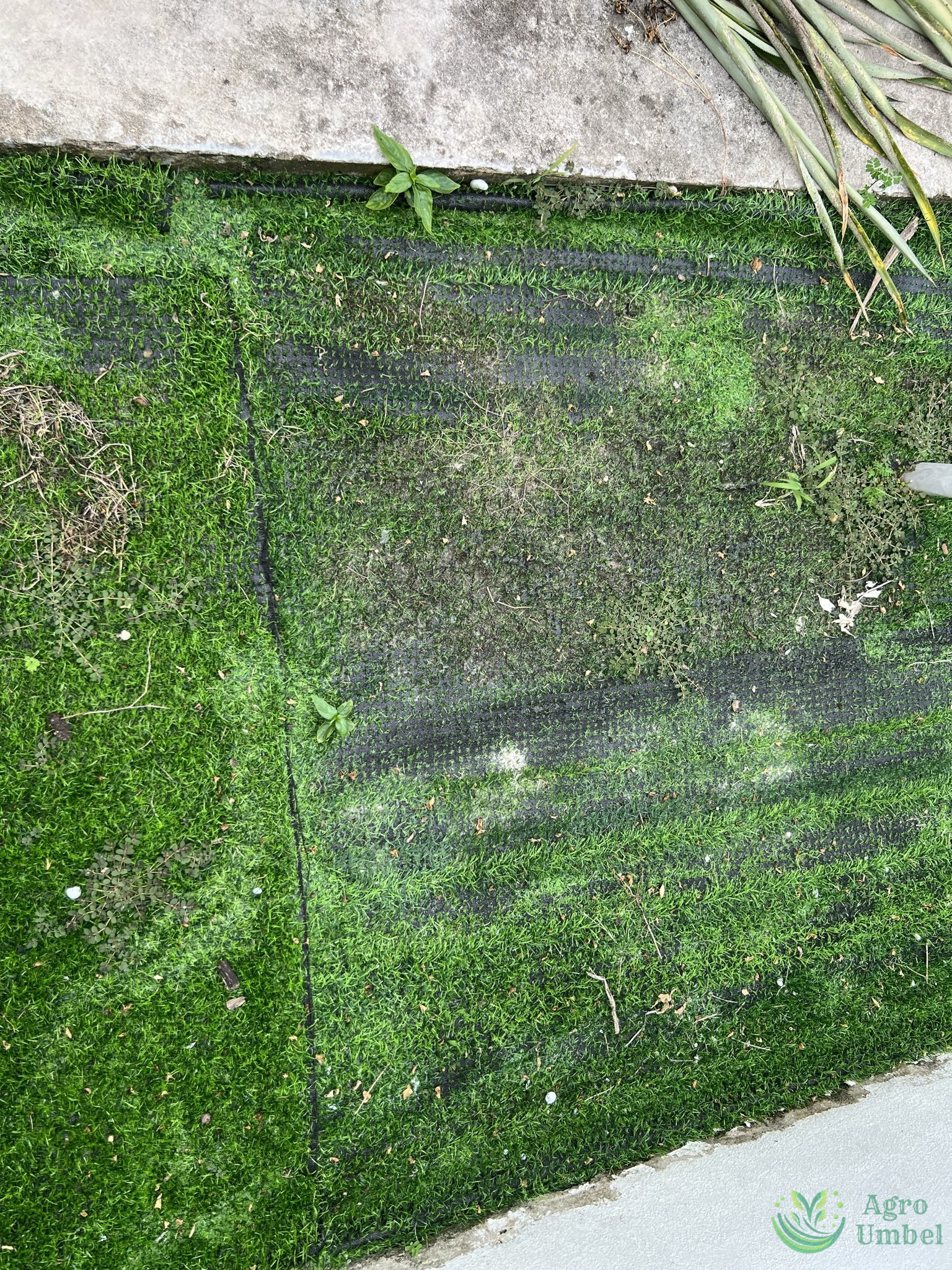 damaged artificial grass