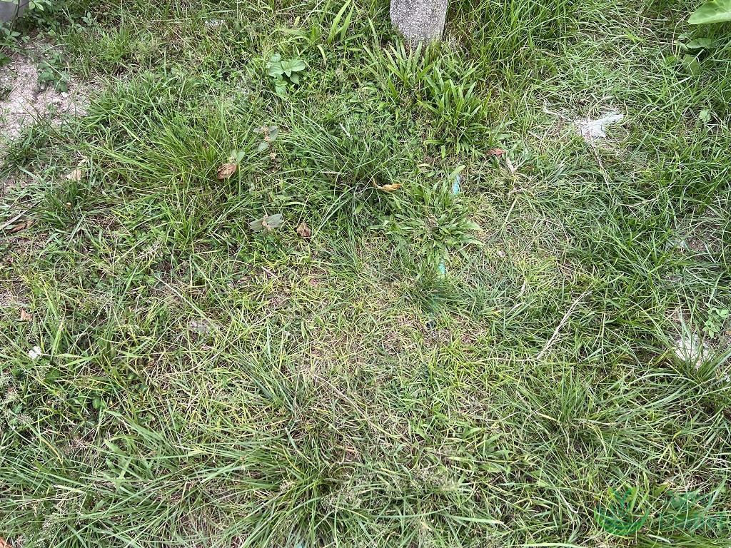 messy natural grass