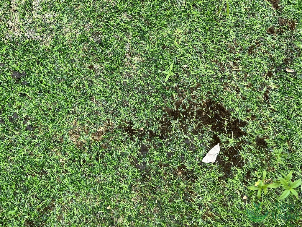 moss on artificial grass