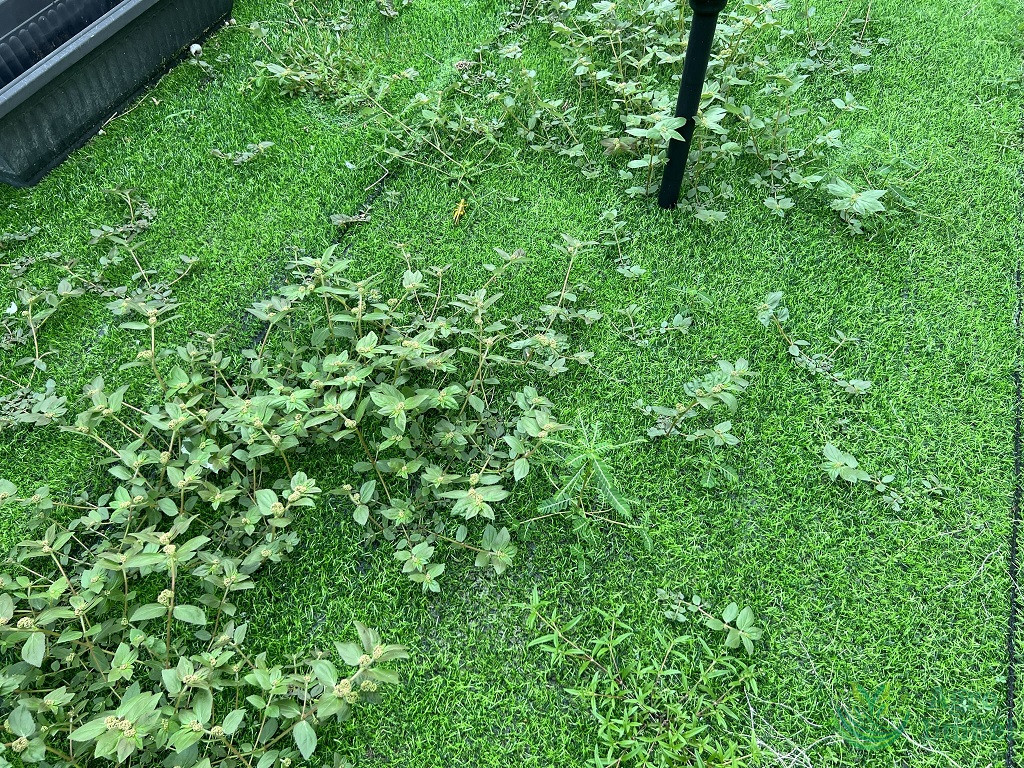 wild grass penetrate through artificial grass